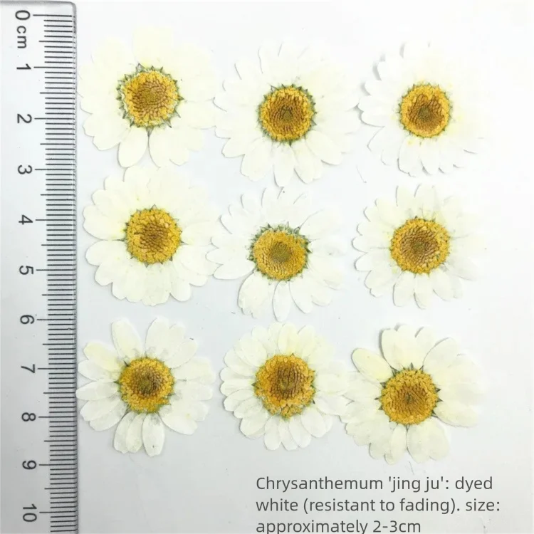 Dried Flower Bookmark - 100 Piezas de Pétalos de Crisantemo