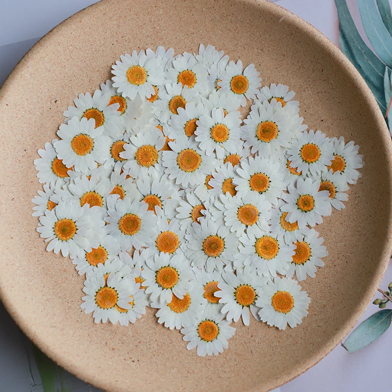 Dried Flower Bookmark - 60X Flores de Crisantemo Paludosum Secas