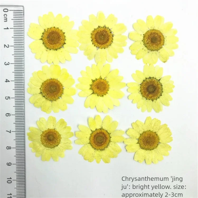 100 Piezas de Pétalos de Crisa - Dried Flower Bookmark reseña y precio