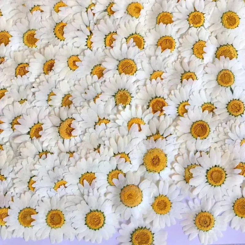 60X Flores de Crisantemo Palud - Dried Flower Bookmark reseña y precio