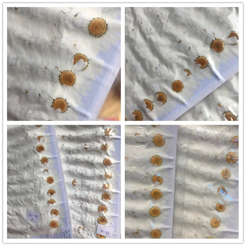 60X Flores de Crisantemo Palud - Dried Flower Bookmark reseña y precio