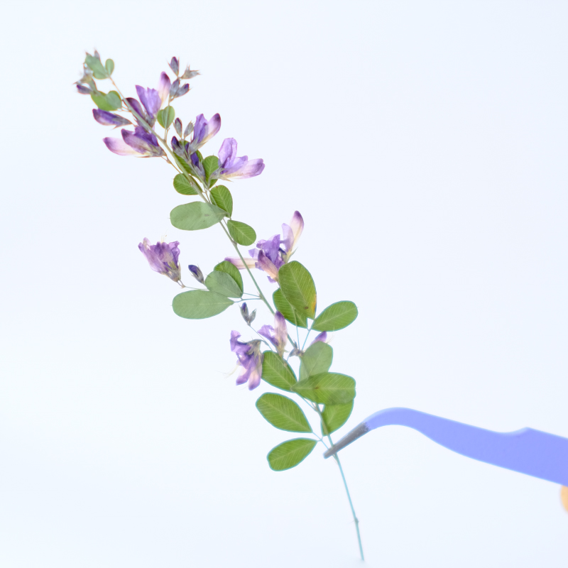 6 piezas, Flores Secas y Prens - Dried Flower Bookmark reseña y precio