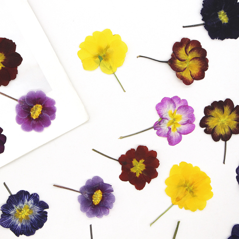 48 Piezas de Flores Secas de P - Dried Flower Bookmark reseña y precio