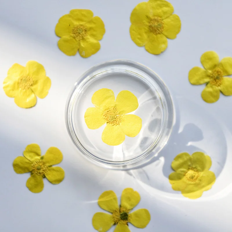 100 Piezas de Ranúnculos Secos - Dried Flower Bookmark reseña y precio