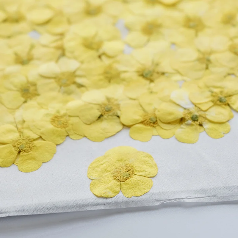 100 Piezas de Ranúnculos Secos - Dried Flower Bookmark reseña y precio