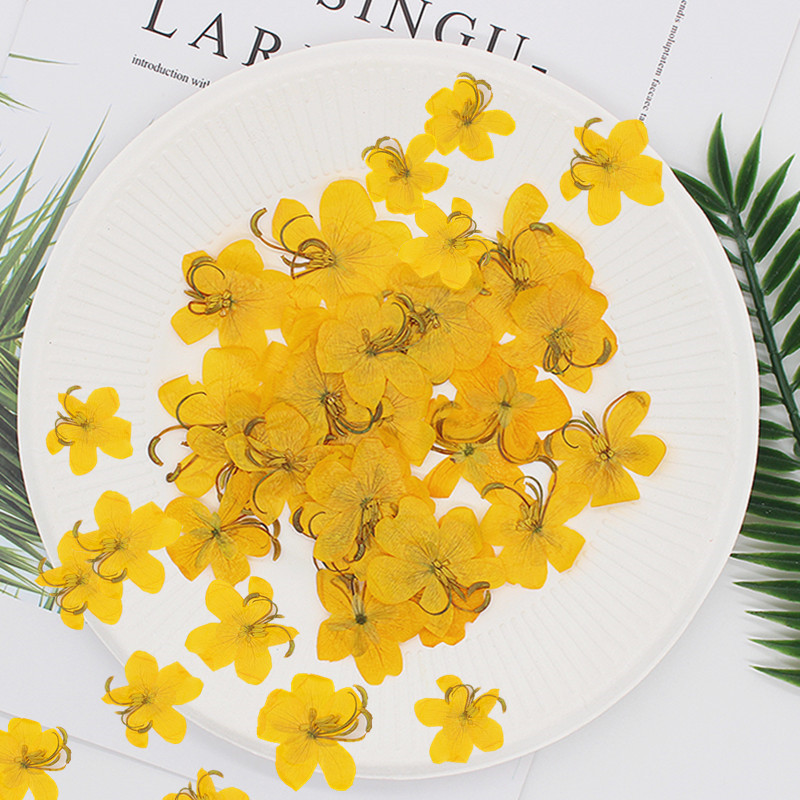 60 Piezas de Flores de Cassia  - Dried Flower Bookmark reseña y precio