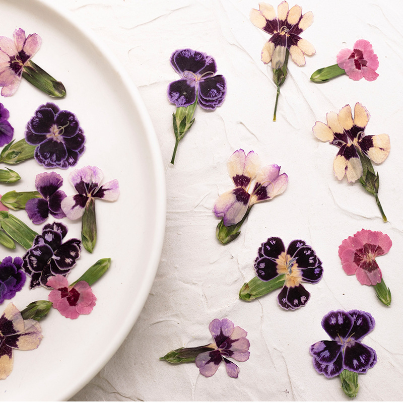 24 piezas, Flores de Dianthus  - Dried Flower Bookmark reseña y precio